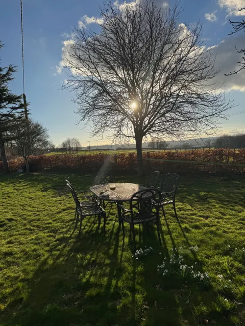 Garden and trees