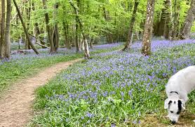 Cotswold Walks